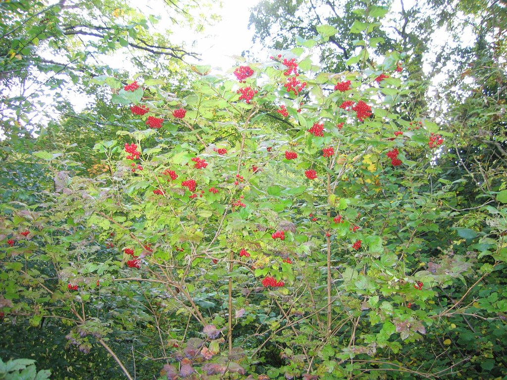 Viburnum opulus